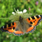 Butterfly-tortoiseshell