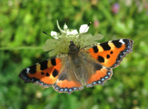 Butterfly-tortoiseshell
