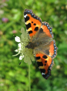butterfly-tortoiseshell