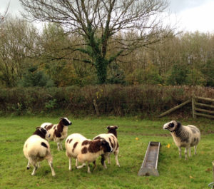 Jacob ram with ewes