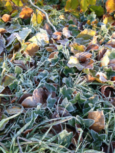 Frosty leaves