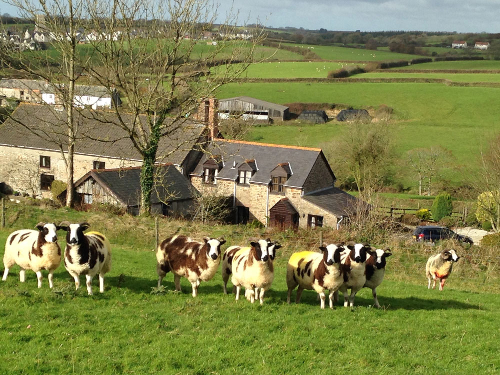 Jacob ram with ewes