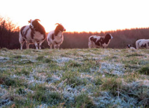 Frosty grass and ewes