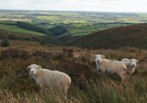 Exmoor Horn Sheep