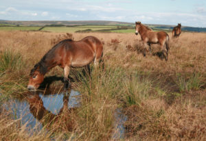 Spot majestic Exmoor ponies on Exmoor