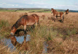 Exmoor ponies