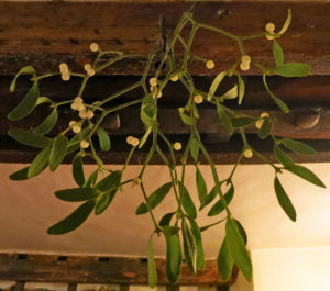 Mistletoe