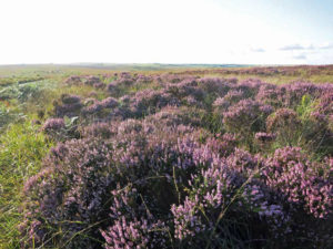 Heather on Exmoor