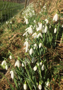 Snowdrop bank at Huxtable Farm B&B North Devon