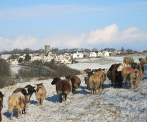 West Buckland Village & ewes in the snow