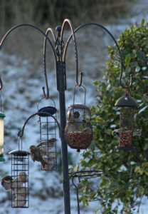 Birds feeding