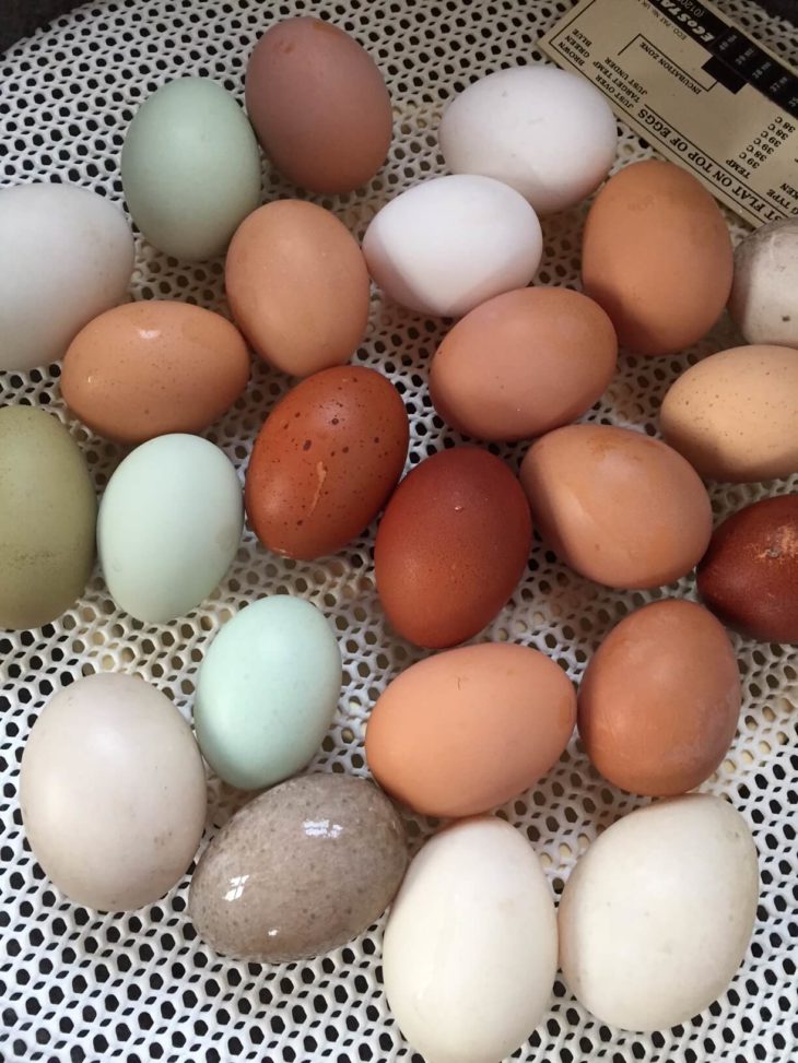 Colourful eggs in the incubator