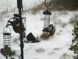 Feeding birds sharing lunch together