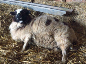 Jacob ewe in labour a lambs foot is just visible