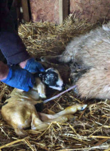 Lamb just born