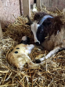 Jacob ewe cleaning her lamb