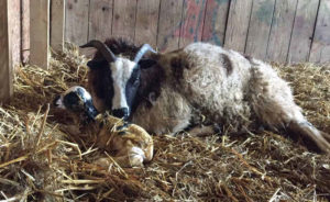 Ewe cleaning lamb and lamb starting to get up