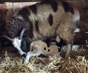 Jacob ewe with new born lamb