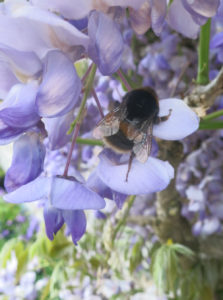 Bee in Wisteria