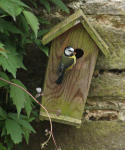 Blue tit feeding 