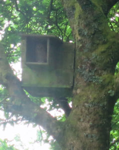 Tawny owl in owl box