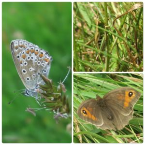 Butterflies & grasshopper at Huxtable Farm B&B, Devon/Exmoor