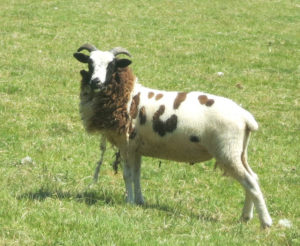 The 'King' sheep at Huxtable Farm B&B