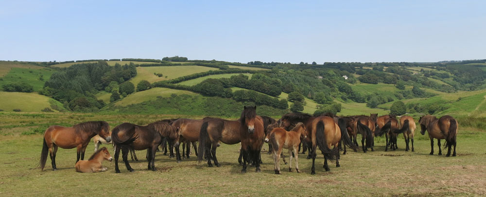 Exmoor ponies near Landacre Bridge Exmoor