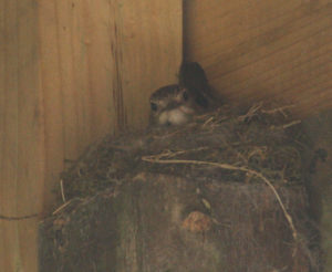 Fly catcher on nest