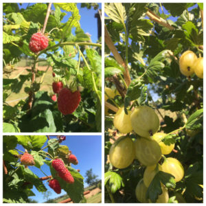 Fruit; Raspberries, Gooseberries and Logenberries