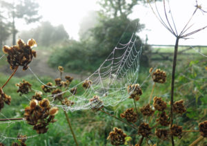 Spiders web and seeds