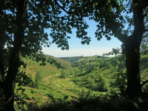 New valley view through trees on Huxtable Farm Devon Wildlife Trail, now that our neighbour has felled a woodland area