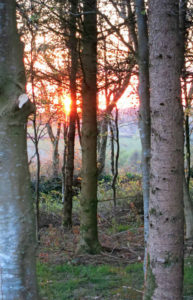 Sunset through woodland