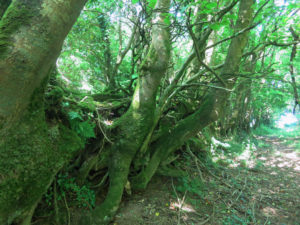 wood hedge