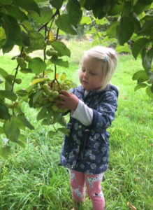 Apple Picking