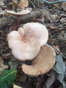 Fungi at Huxtable Farm B&B