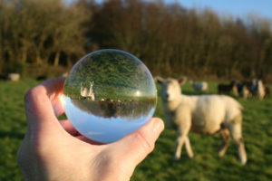 Crystal Ball photo at Huxtable Farm