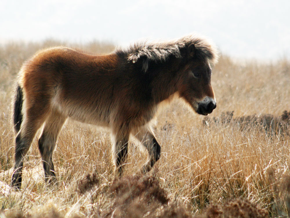 Exmoor pony foal in fluffy winter coat