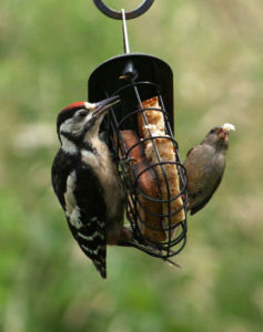 woodpecker