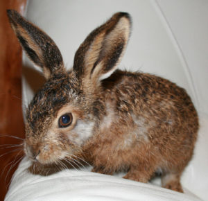 Leveret