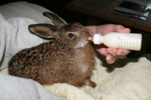 Bottle feeding Leveret 