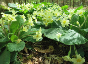primroses