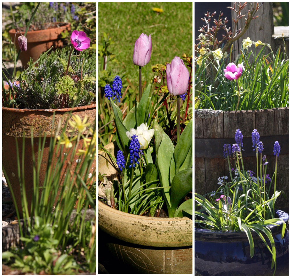 Flower Pots at Huxtable Farm B&B