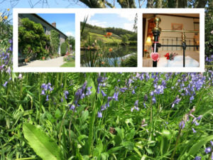 Homepage April Bluebells