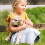 Tame orphan Romney lamb cuddle