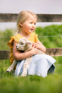 Tame lamb cuddle