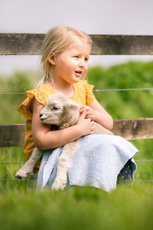 Tame orphan Romney lamb cuddle