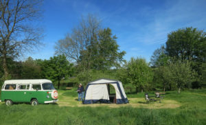 Campers in the orchard
