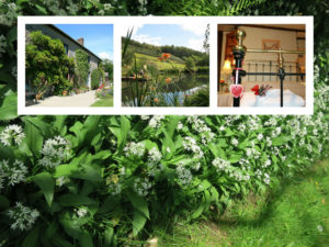 Homepage-Wild-Garlic