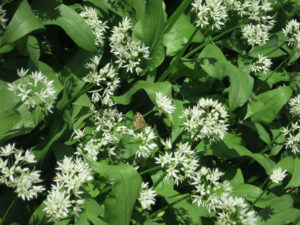 Wild-garlic-butterfly